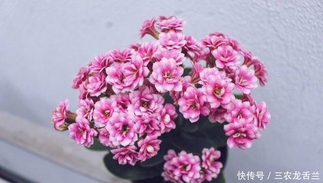 生长|长寿花这样养, 秋天蹭蹭长, 冬天花爆盆!