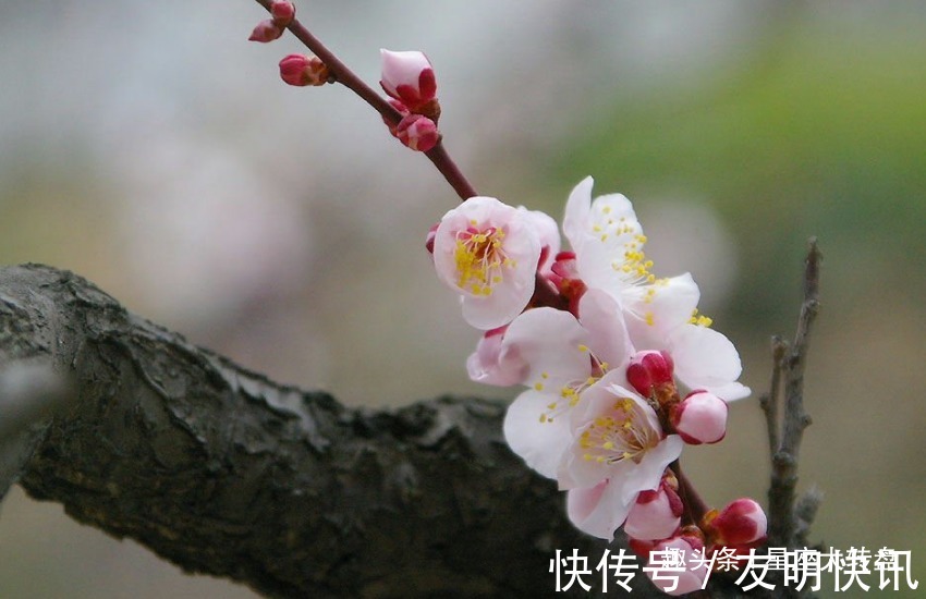 生肖狗|越看越漂亮的四个生肖女，优雅大方有内涵，心态年轻从不显老