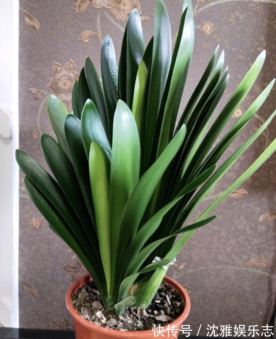 养君子兰几年,不长叶、不开花!趁着秋天“做3点”,新叶咕噜冒