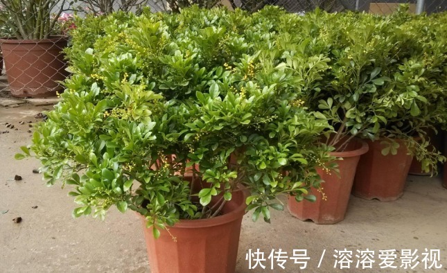 卫生间养花，首选这4种耐阴不怕潮的植物，长势好、空气更清新