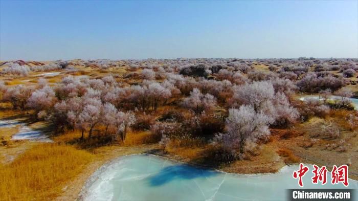 邓新建|新疆塔克拉玛干沙漠现繁“花”盛放