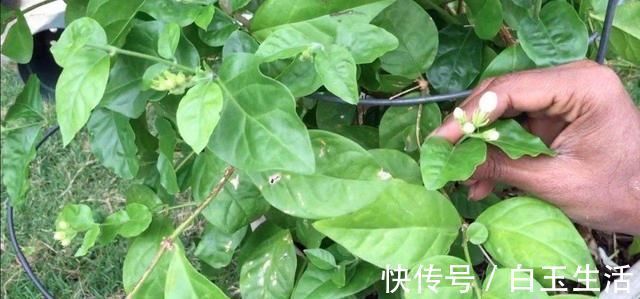 茉莉花这样养,新枝多花蕾多香味浓,自夏至秋开花不断