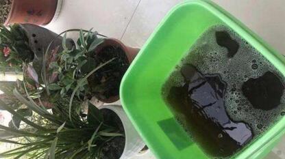 养花土太硬1种“液体”浇盆里!铲不动的土壤,10分钟后变松软