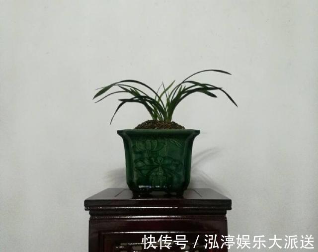 秘密|怀疑人生了，养护一年的兰花总是僵苗不见长，脱盆以后发现小秘密