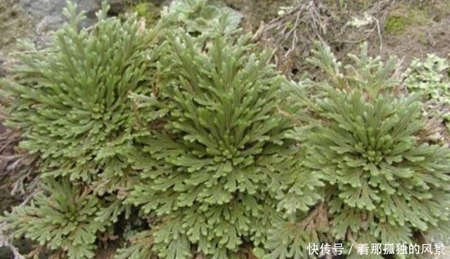 这种生在“石头缝”里的野草,挖两棵回家,一年能增值不少!