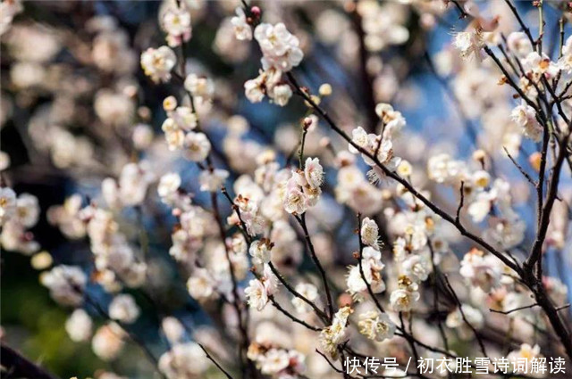 雨后|早春落梅花8则，共赏落梅飘飘之美，山花开满谷，林香动落梅