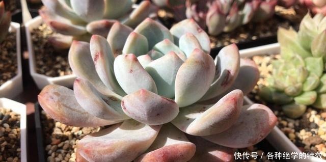 羞红|秋风轻吻,多肉,羞红了脸颊