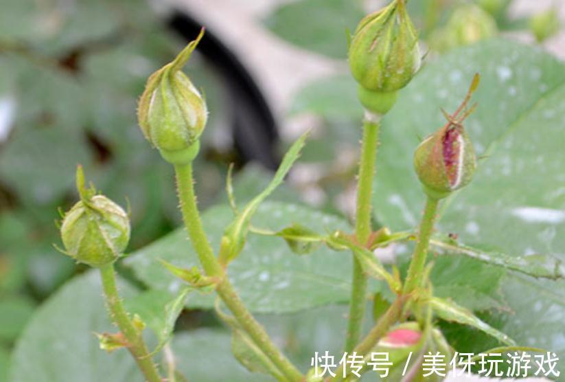 月季花开不好，是你还没明白这些，只要此样做，花朵开得又大又美