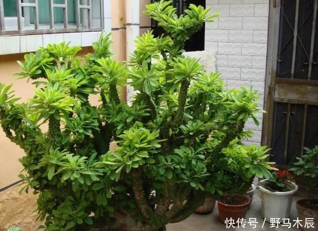 一人|爷爷在路上捡来的树枝,竟长成一人高的大树,给两万块也舍不得卖