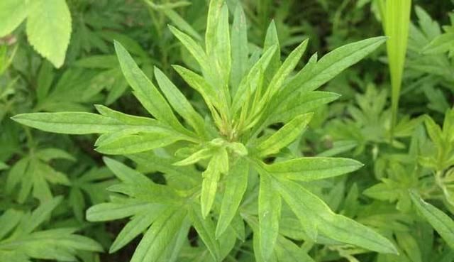 艾叶水|睡前常用艾叶水泡脚，坚持半个月，惊喜变化看得见，男女都能受益