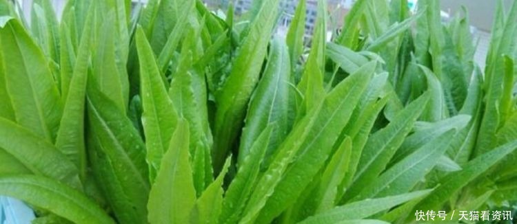 几种蔬菜,最适合阳台栽种,占地不大长势快,种几盆半月就能吃