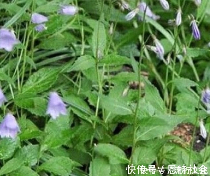 沙参|农民曾把它当“白萝卜”如今价格一斤180元，药用价值非常高