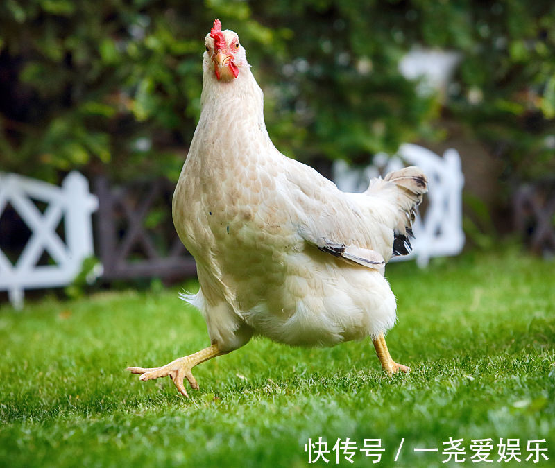 纪元|生肖鸡11月有大事发生，花一分钟看看