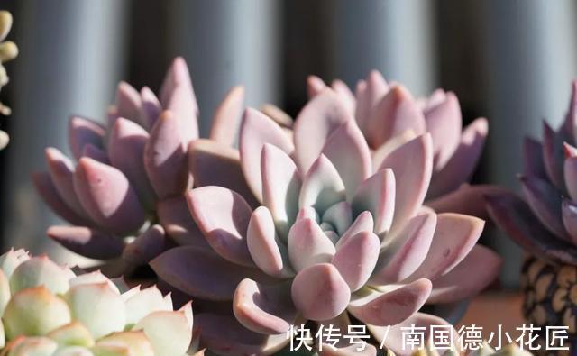 巧克力色|新手选这些“普货”多肉来养,好养又省心,养出状态来也很漂亮
