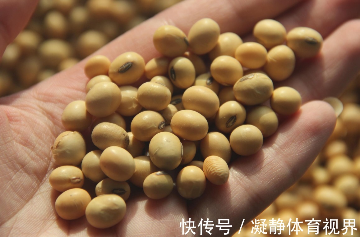 抓把“黄豆”养绿植，盆栽不施肥，光浇水就能养得叶绿根壮