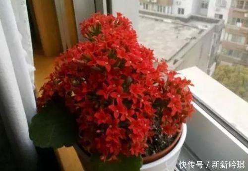 密闭的阳台里养花,为什么冬天更易患上病虫害?该怎么防范?