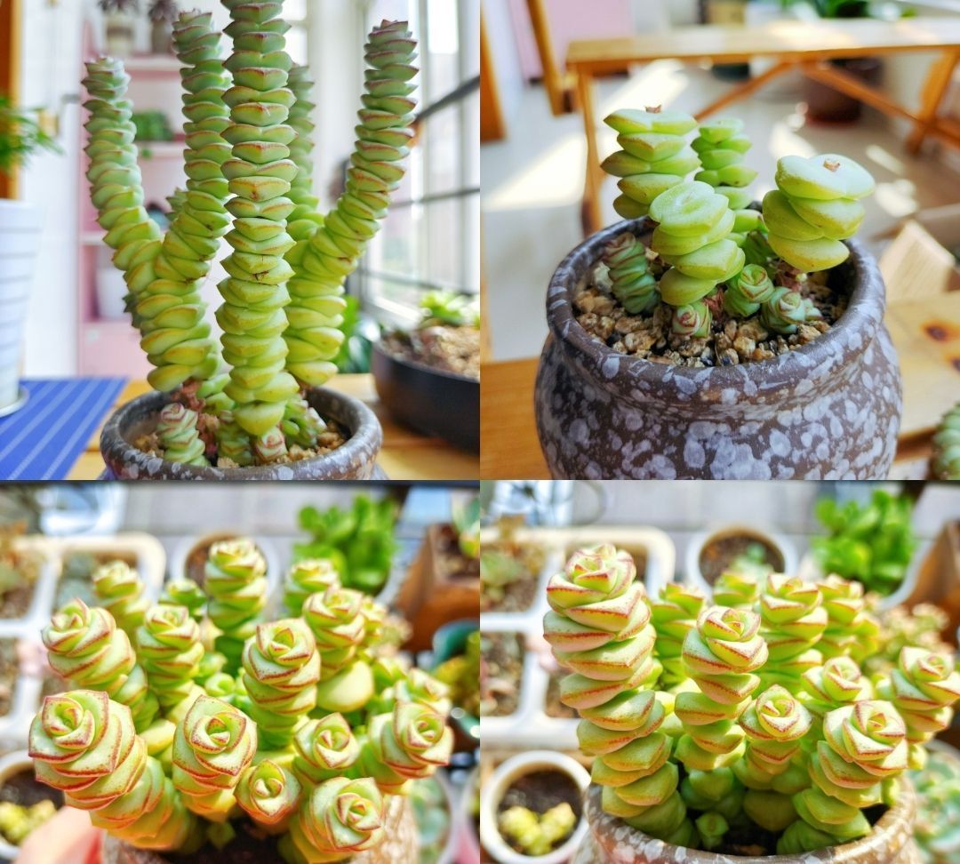 养多肉要“反向操作”,冬末直接放室外,快速上色,还容易爆小崽