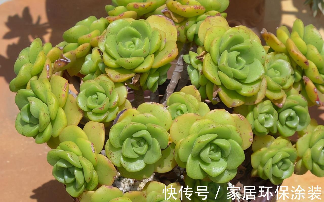 多肉|阳台养多肉施肥以简单有效为佳,啤酒兑水就不错,叶片肥厚状态好