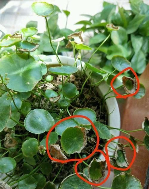 植物|家里养“1种花”,春天“剪几刀”,放阳台加点水,嗖嗖冒新叶