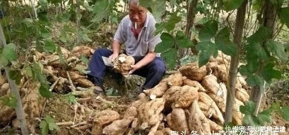 子宫|月经量少的女人，常用“它”泡水喝！活气血，排毒素，子宫更健康