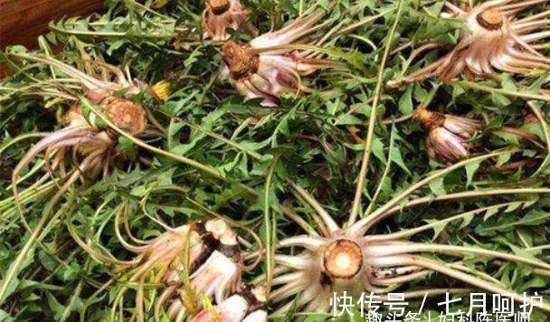 蒲公英|人到中年想长寿，要坚持吃的食物，排毒养颜，延缓衰老