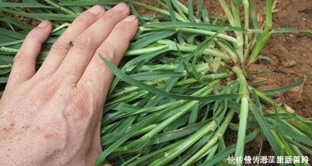 农村一种杂草叫拔不动,市面十几元一斤,碰到珍惜