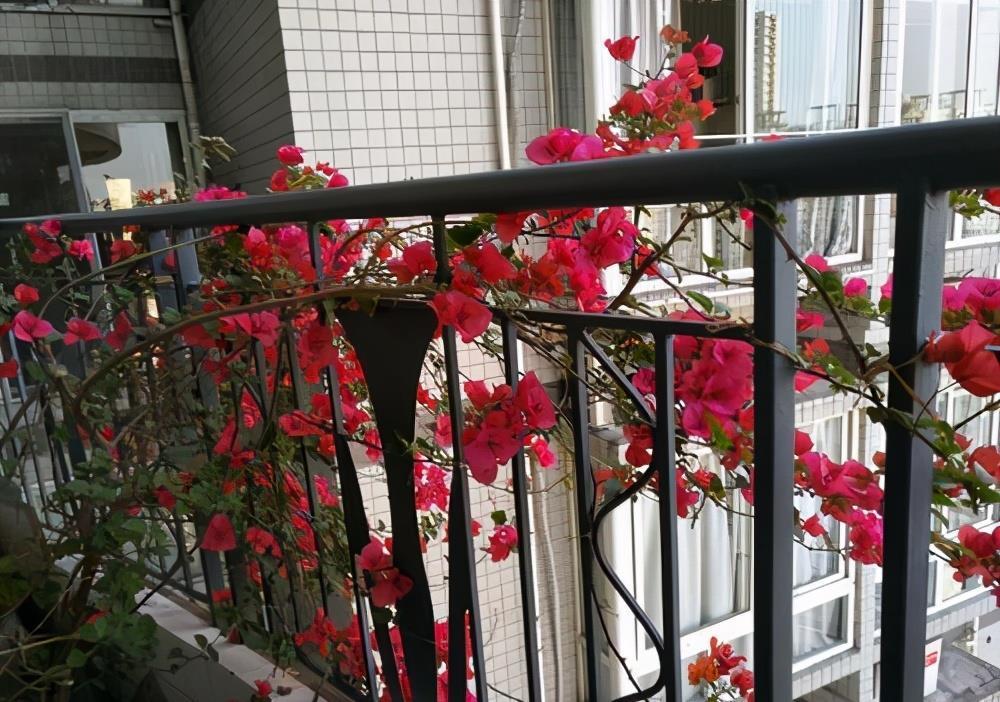 大太阳|夏天养花,就养“耐晒花”,越晒花越香,阳台变花海