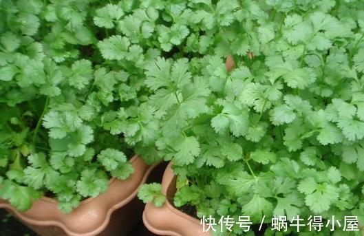 阳台上|蔬菜在阳台上长得好必须满足三个条件，你需要清楚