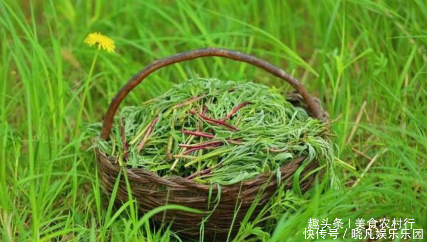 野草|农村河边的一种野草,不懂的人以为这是杂草,实际上它是国宴专属