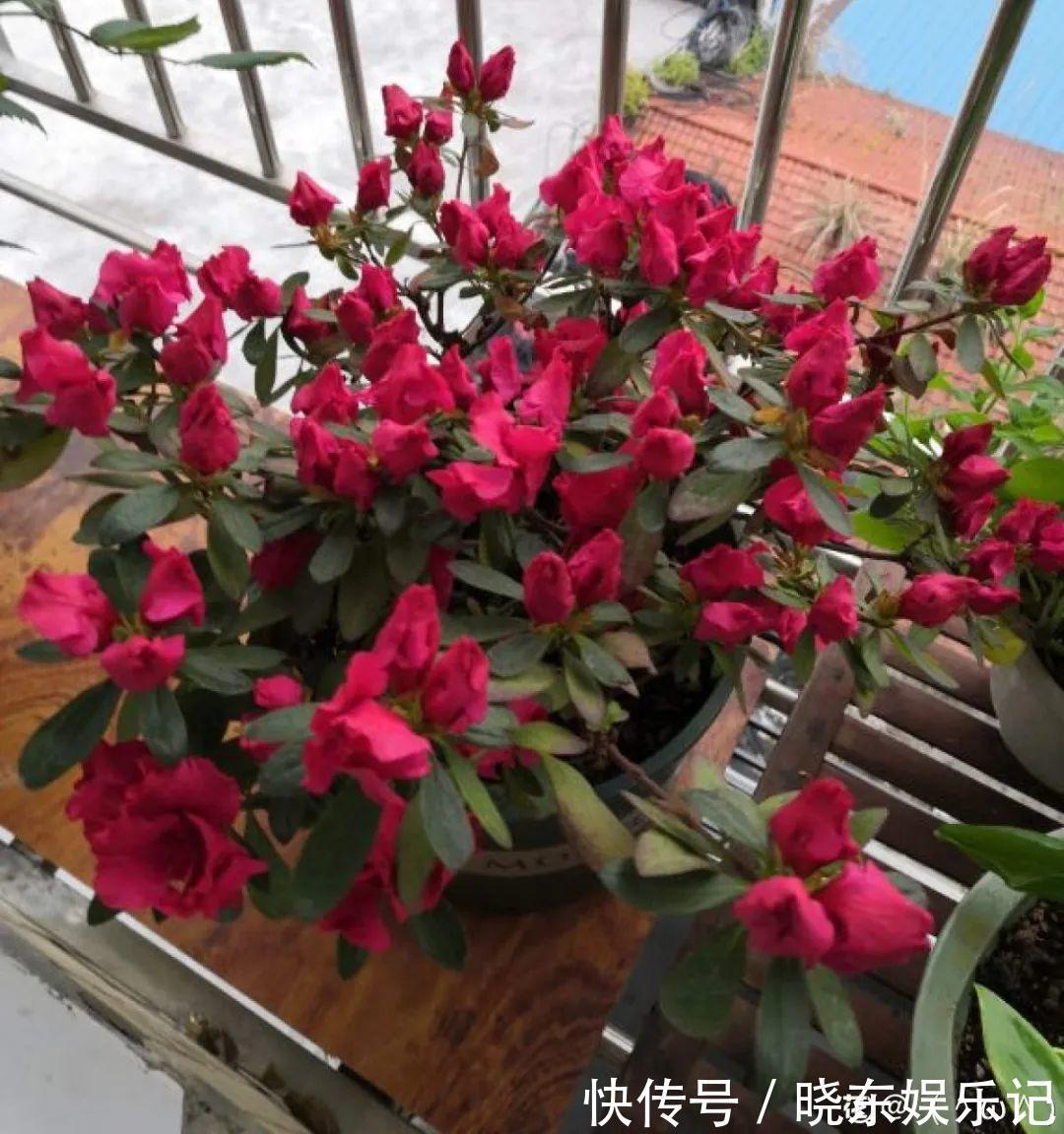 超实用的催花小技巧,效果太好,家里的花想开几次开几次!