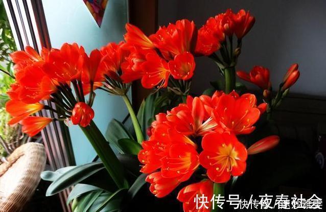 正人兰|君子兰不开花教你这样浇水，君子兰健壮不烂根，开花爆盆不是梦