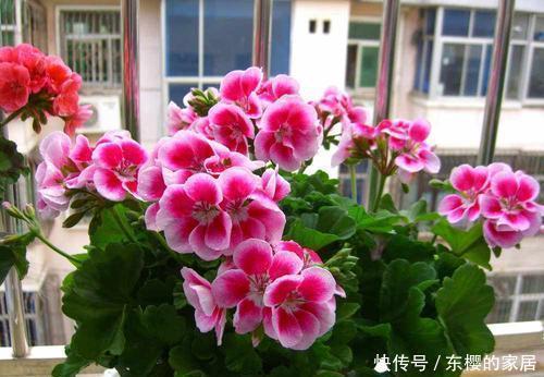 6种漂亮花,花期长好养护,花朵大颜值高,值得拥有!