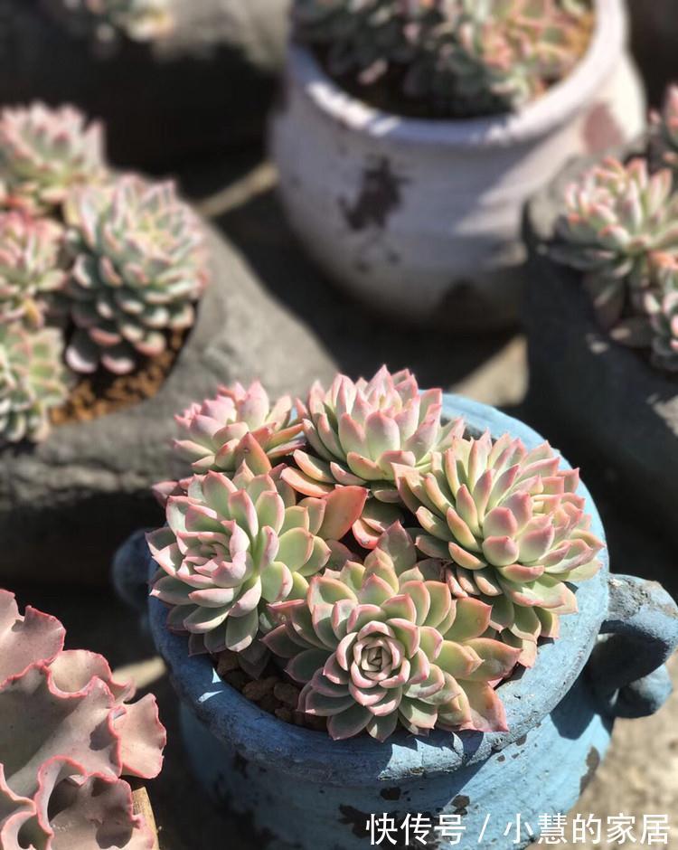 多肉加入这个天然有机肥后,保准多肉美肥美肥的