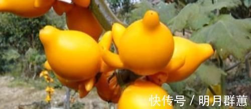 无糖食品|女性到了中年,常吃3种食物,美容护肤,排毒清肠,越吃越年轻