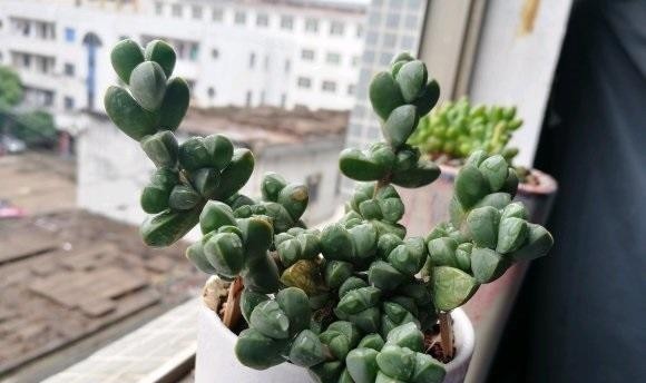  幸运|鹿角海棠变色了，绿叶变黄叶，原来是“出锦”，真是太幸运了