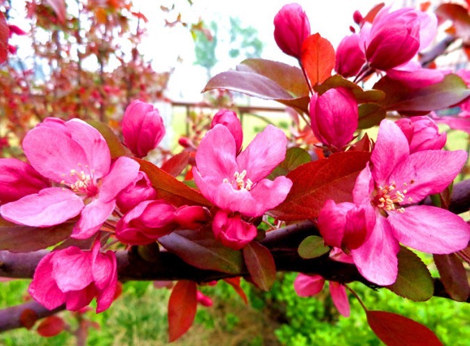 家养“此花”，观花赏果，色彩多变，可抗零下35度，令人耳目一新