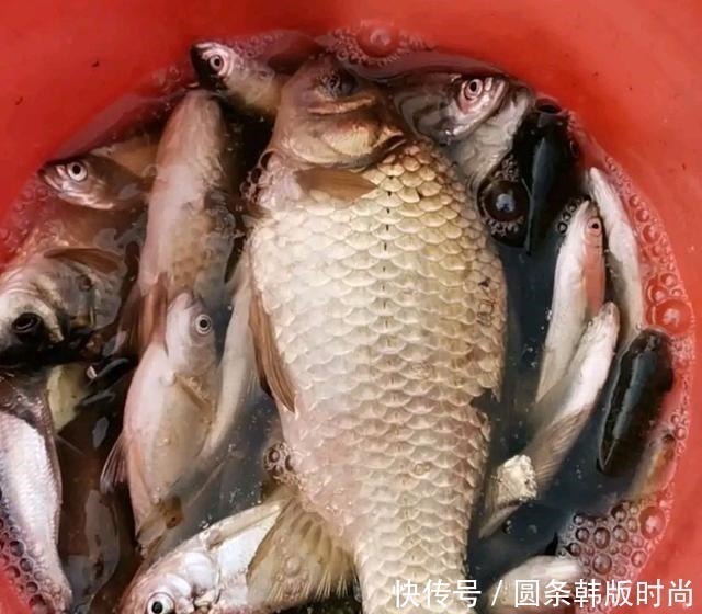 水域|鲫鱼，不受欢迎的原因有这三点，你知道吗