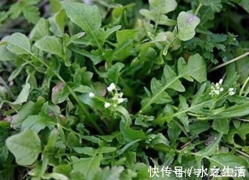 养生|寄生虫成堆的4种蔬菜,吃一口等于吃几千条虫,沸水都杀不死