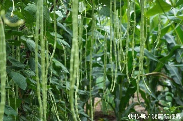 盆栽|一结就一串串,2根可以炒一盘,一个花盆种出来,45天上桌吃