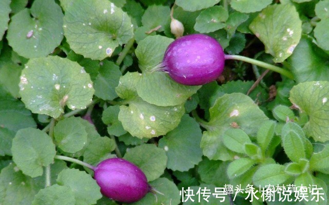 果子|这果子，2粒就可“止血”，是外伤“良药”，农村遇见请别踩到