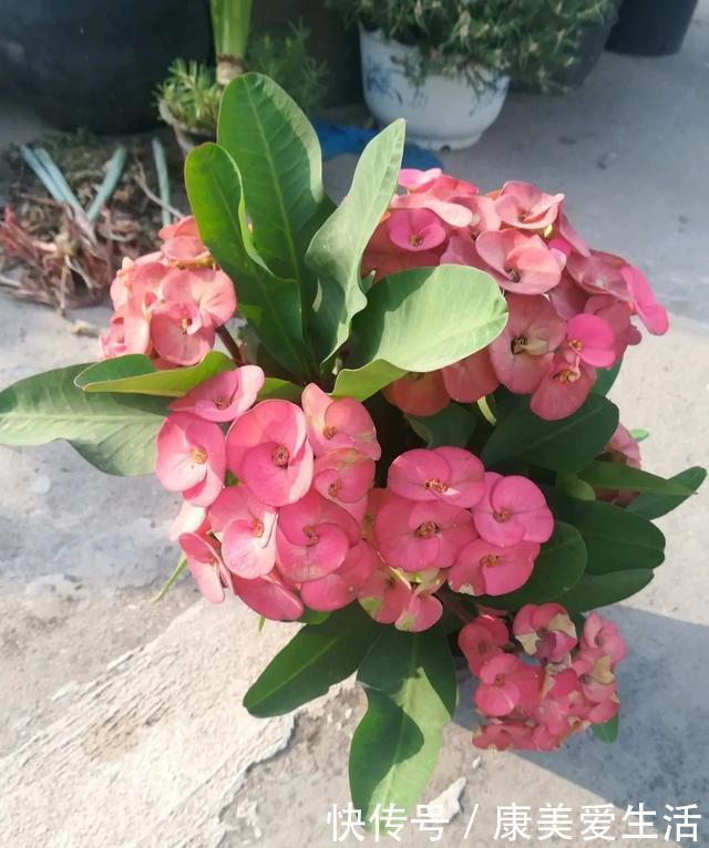 虎刺梅不开花,重点做好3件事,四季开花,爆花容易