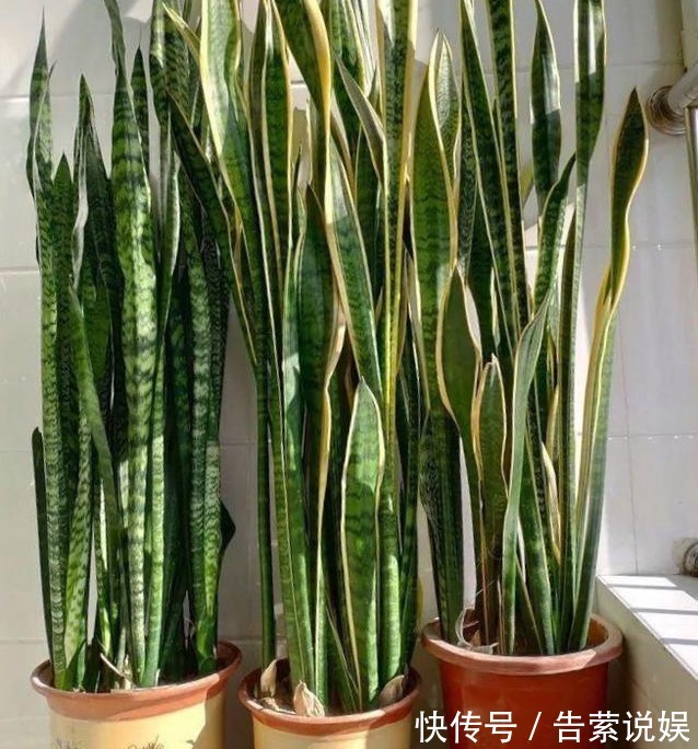虎皮兰叶子“干瘪、发软”学会懒养，再浇“1种水”，精神抖擞