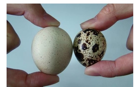 一个鸡蛋养一盆花,枝繁叶茂开花很多,一年不用买花肥