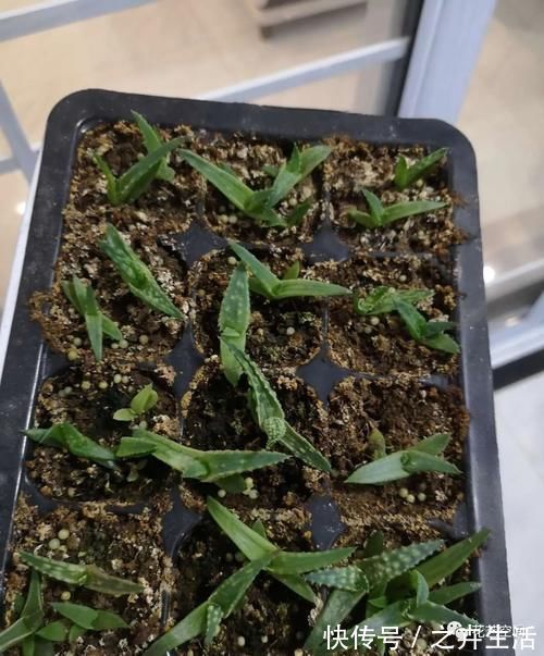 万能水|养花万能水，每月用2次，补水补养分，还不用施肥！