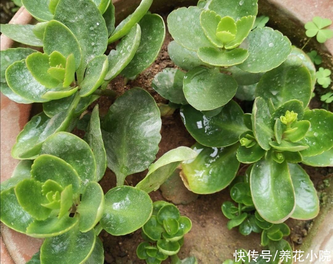 烂根|夏天养长寿花,做到“3少1多”,植株长势旺,避免出现烂根