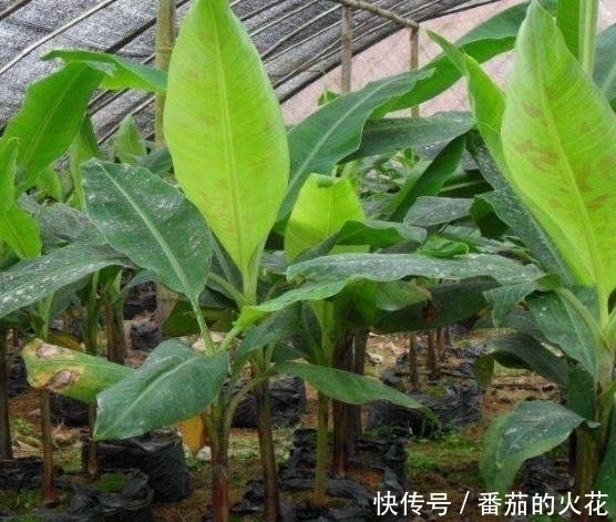 盆栽|外公把坏香蕉埋在花盆里，竟长出不一样的盆栽，全家人都看呆了！