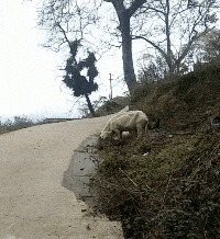 |搞笑GIF:妹纸的脸简直太魔性了,看的止不住笑