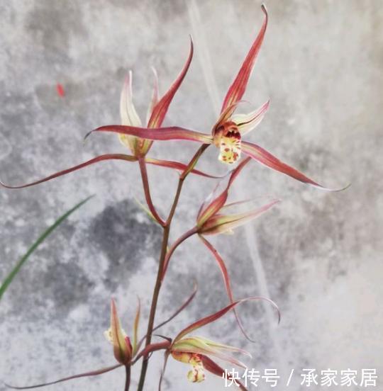 兰科植物|好的寒兰,叶是怎样的?花是怎样的?整体形态又是怎样的