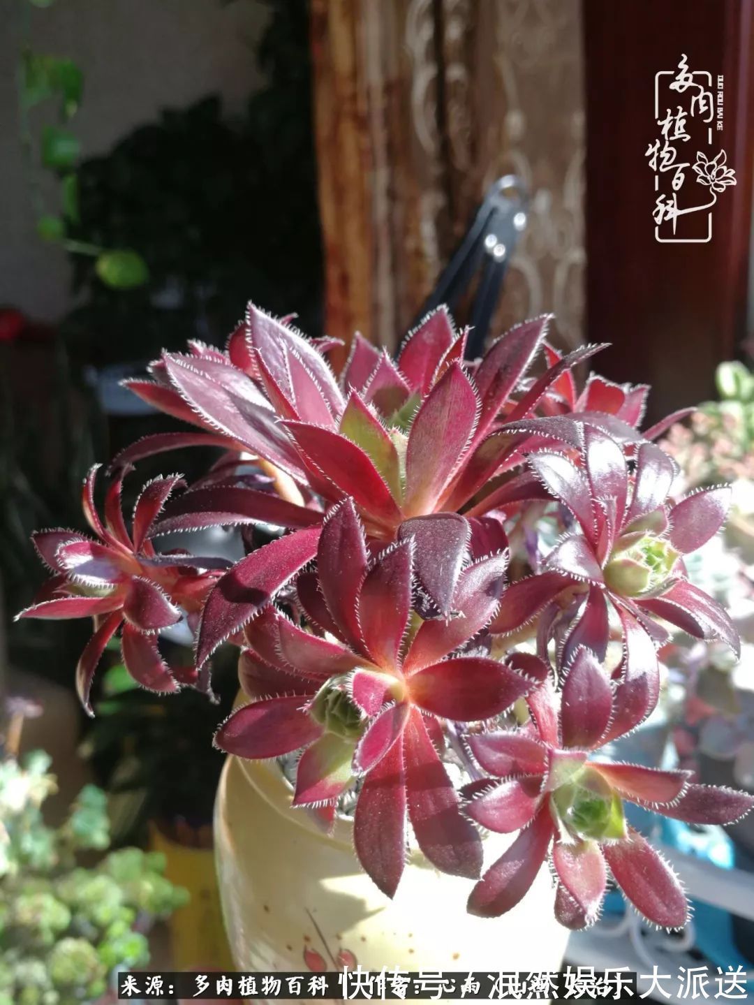 蚧壳虫|为肉痴狂!多肉植物也会用最美的容颜报答我们的勤劳付出!