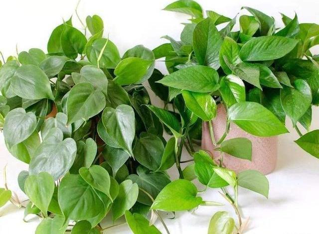 光照|绿萝就要这样养,叶片油亮蹭蹭长,一盆养一年,爬满整面墙